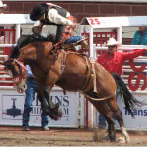 Калгари Стампид (Calgary Stampede)